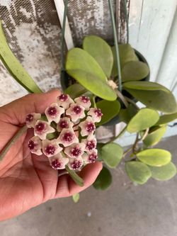 Bonita Hoya ya tiene flor