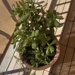 Jade Plant - Succulent 