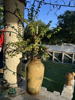 árbol de la abundancia portulacaria afra