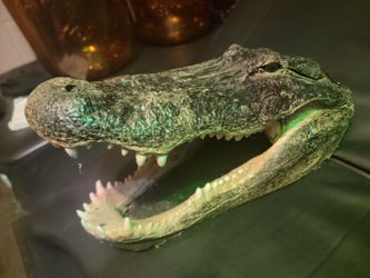 Alligator taxidermy