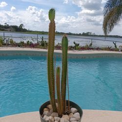 3 Peruvian Sed Grown Apple Cactus In Pot $25 -Ship $10 -White Flowers Red Edible Fruit 