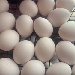Organic White Chicken Eggs - Large
