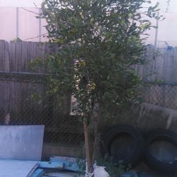 Thai Lemon Tree, Free Delivery Available $900