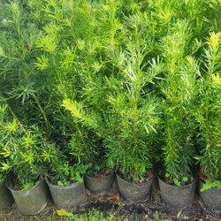 Beautiful Podocarpus Plants For Privacy!!! 3 Feet Tall!!! Fertilized 