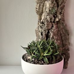 Haworthia Limifolia Fasciata Plant 