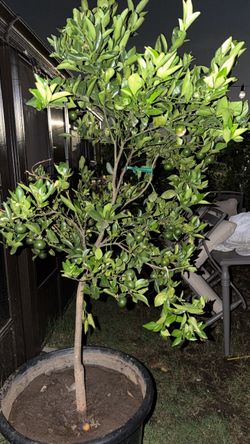 Orange tree
