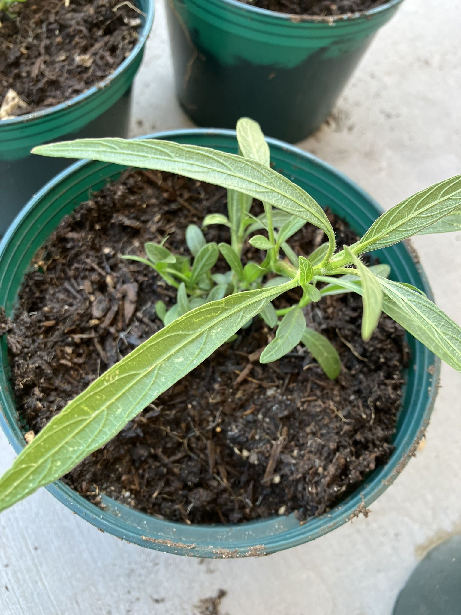 Mexican Ruellia Plants