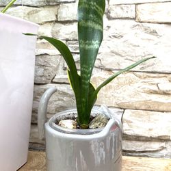 Dracaena Snake House Plant In Cute 3"H Pot.
