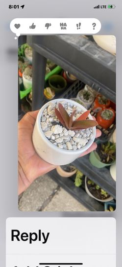 Succulents, Mini Plants 