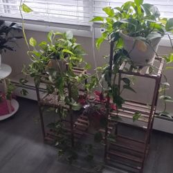 Plants And stands 