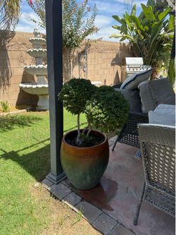 Shrub with pot