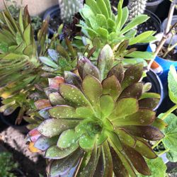 Suculenta