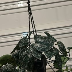 Faux Hanging Skull Plant