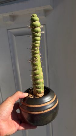 Rare cacti - I TAKE OFFERS