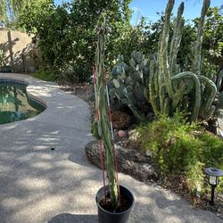 Totem Pole Cactus