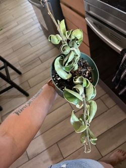 Variegated Hoya Compacta (Hindu Rope)