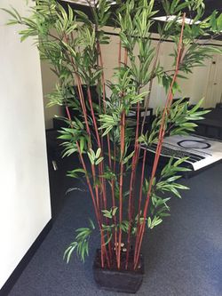 6.5 ft plant