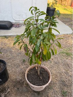 Sour sop plant
