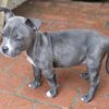 Leticia
