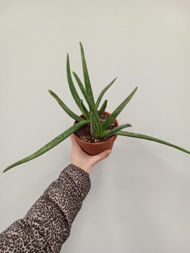 Potted Aloe Plant - House Plant