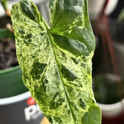 Syngonium Mojito  Very Pretty Leaves 