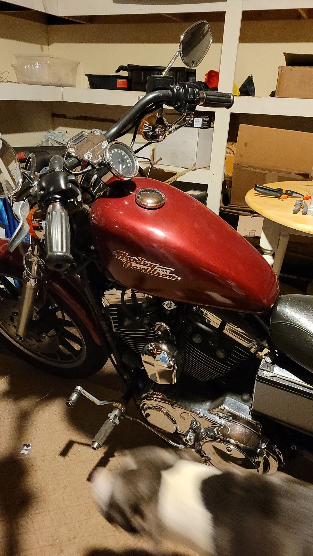 98 Harley Davidson 1200 custom
