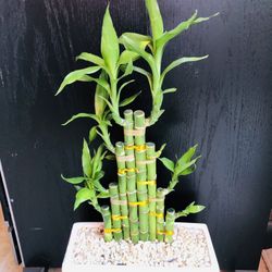 Lucky Bamboo Live Plant Indoor 