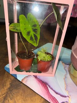Happy Bean Peperomia Illustris' - Elephant's Ear - Colocasia Esculenta
