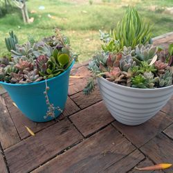 Succulent Arrangements 