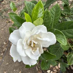 15 Gallon Gardenia Bush