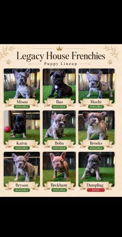Frenchie POSTER
