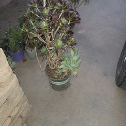 Succulent Plant Mil Madres Mother Of Thousands 
