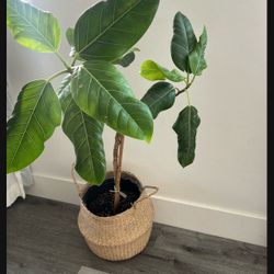 Beautiful Live 🌱 Plant! Healthy with Wicker Planter - Like New!