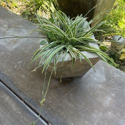 Real Plant