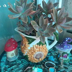 Beautiful Plant 