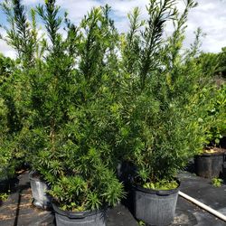 Beautiful Podocarpus Plants For Inmediate Privacy!!! 5-6 Feet Tall!!! Fertilized 