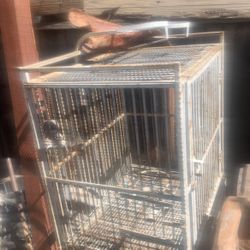 Bird Cage