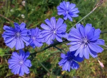 Chicory Seed Bombs — Blue Roadside Wildflower | Edible Root | Coffee Substitute | Deer Forage