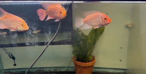 Aquarium decoration