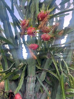dragon fruit cuttings