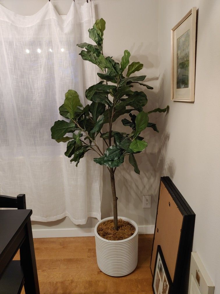 Fake Fiddly Fig Tree for Sale in Kenmore, WA - OfferUp