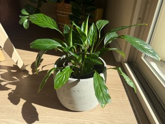 Peace Lily – Home Grown Beautiful Indoor Plant Pesticide-Free +  Concrete Planter Moving Sale