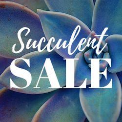 SUCCULENT SALE - HUGE SELECTION