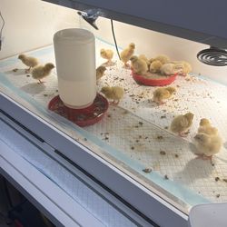 White Jumbo quail fertilizer egg