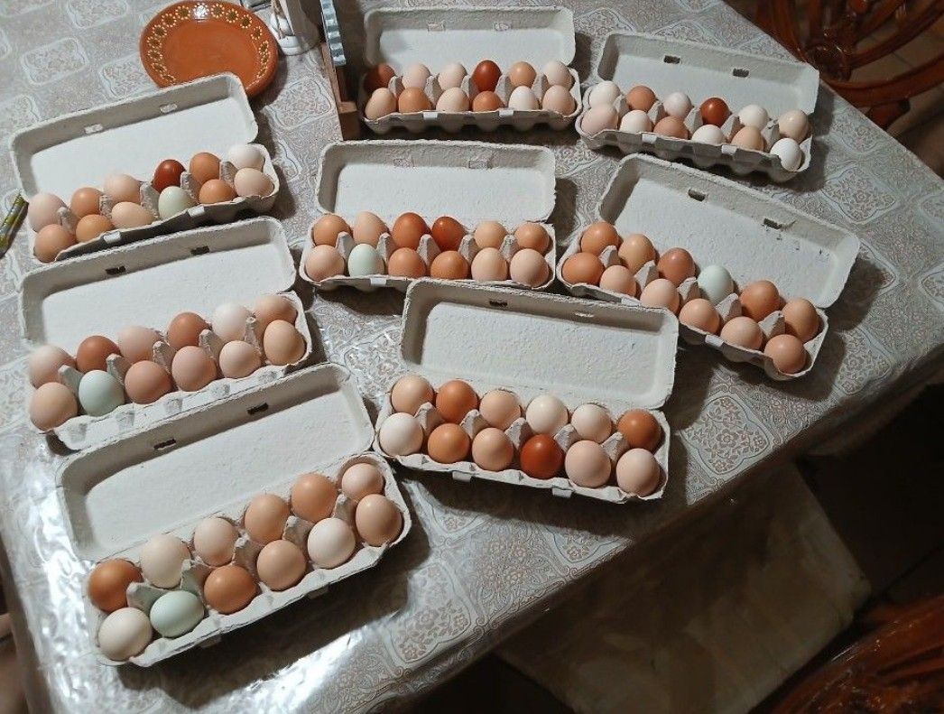 Fresh Farm Eggs/ Frescos Huevos