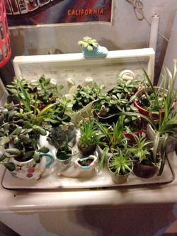 SUCCULENTS WITH POTS