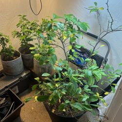 Citrus 🍋‍🟩  🍊 Pack 