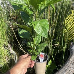 Carolina Reaper Hot Chili Pepper Plants