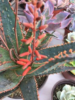 Real plant
