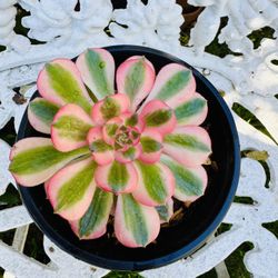 Pink Witch AEONIUM Succulent Plant - Very Easy To Grow 